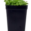 Pillow Plant Plectranthus Prostratus Live Plant – 2.5 inch Pot – Indoor Succulent - Image 1