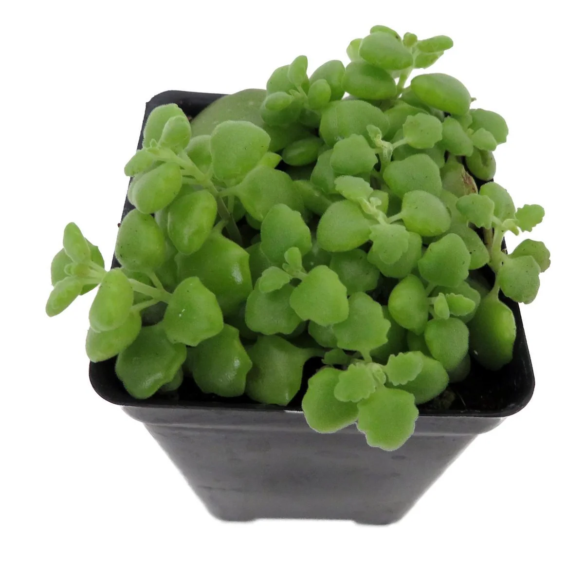 Pillow Plant Plectranthus Prostratus Live Plant – 2.5 inch Pot – Indoor Succulent - Image 2