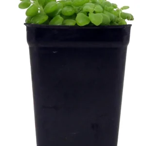 Pillow Plant Plectranthus Prostratus Live Plant – 2.5 inch Pot – Indoor Succulent - Image 1
