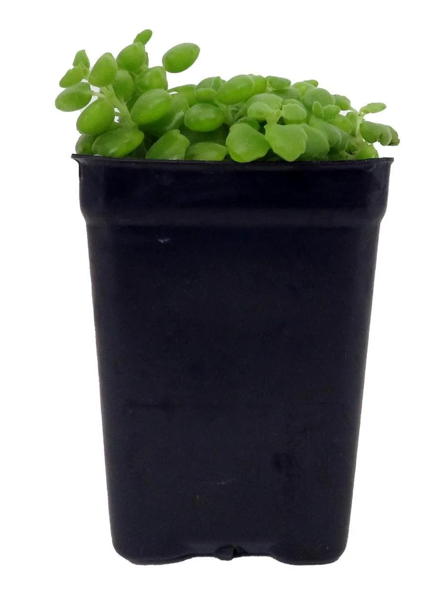 Pillow Plant Plectranthus Prostratus Live Plant – 2.5 inch Pot – Indoor Succulent - Image 1