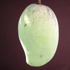 Pim Saen Mun Mango Tree – Grafted Live Plant – 1 Foot Tall – Ship in 6" Pot - Image 1