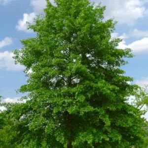 Pin Oak Tree Live Plant – Quercus palustris, Fast Growing, 12-18