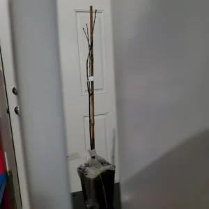 Pin Oak Tree Live Plant – Quercus palustris, Fast Growing, 12-18