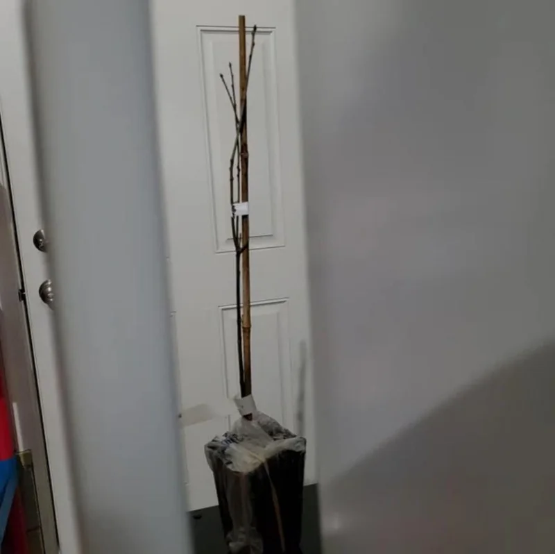 Pin Oak Tree Live Plant – Quercus palustris, Fast Growing, 12-18" Tall, Outdoor - Image 5