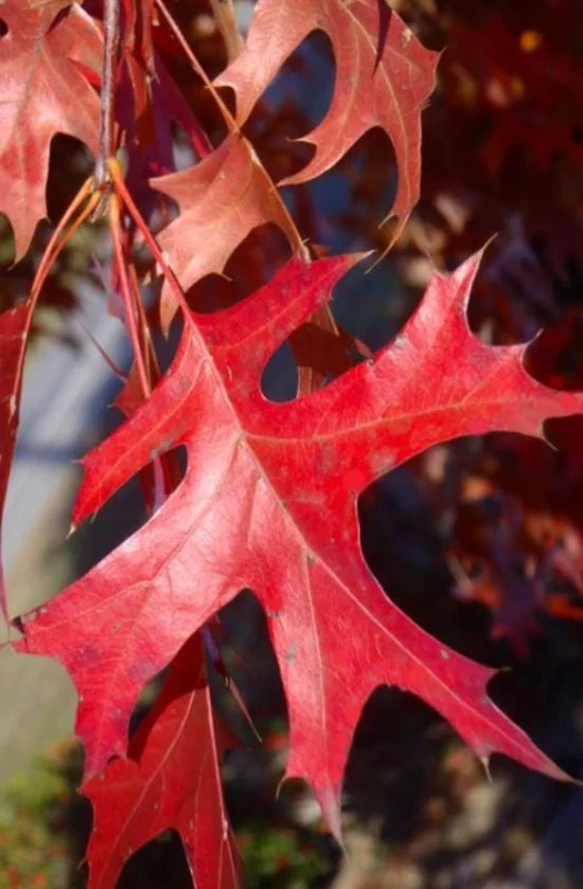 Pin Oak Tree Live Plant – Quercus palustris, Fast Growing, 12-18" Tall, Outdoor - Image 6