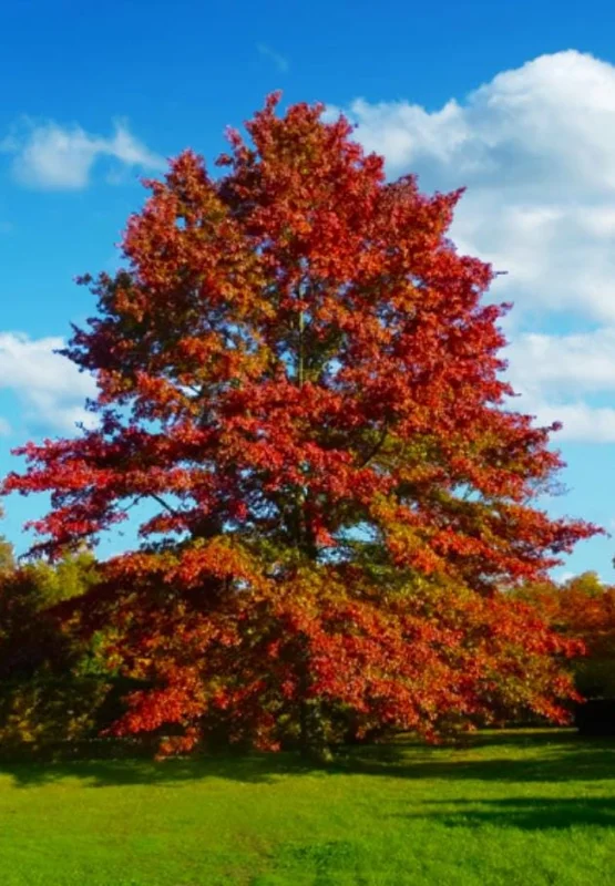 Pin Oak Tree Live Plant – Quercus palustris, Fast Growing, 12-18" Tall, Outdoor - Image 1