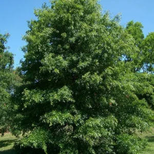 Pin Oak Tree Seedling - Live Plant, 12-18