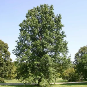 Pin Oak Tree Seedling - Live Plant, 12-18