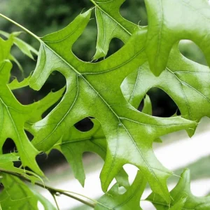 Pin Oak Tree Seedling - Live Plant, 12-18