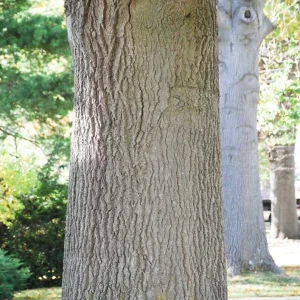 Pin Oak Tree Seedling - Live Plant, 12-18