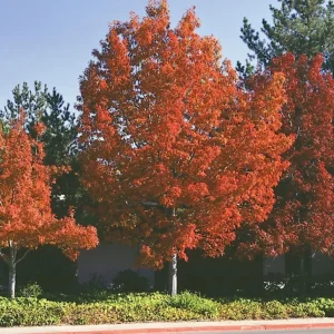 Pin Oak Tree Seedling - Live Plant, 12-18" Tall, 4" Pot, Outdoor Shade Tree - Image 1