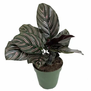 Pin Stripe Prayer Plant – Calathea Ornata – Live Houseplant – 4 inch Pot - Image 1