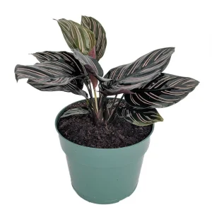 Pin Stripe Prayer Plant – Calathea Ornata – Live Houseplant – 4 inch Pot - Image 2