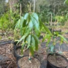Pina Colada Mango Tree Grafted Live Plant – 2-4 Feet Tall – Tropical Fruit - Image 1