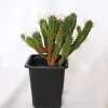 Pincushion Euphorbia (Euphorbia Enopla) Live Plant - 2.5 inch Potted Cactus - Image 1