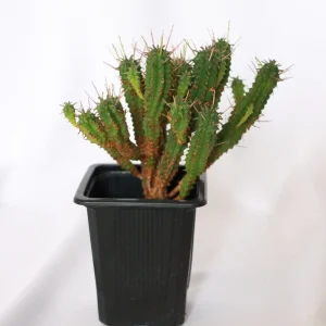 Pincushion Euphorbia (Euphorbia Enopla) Live Plant - 2.5 inch Potted Cactus - Image 1