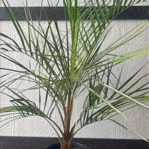 Pindo Palm Live Plant – Cold Hardy Jelly Palm – 3 Gallon Pot – Edible Fruit – Outdoor - Image 6