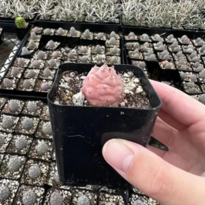 Pine Cone Cactus Live Plant - Rare Succulent in 2.5'' Pot - Indoor/Outdoor - Image 2