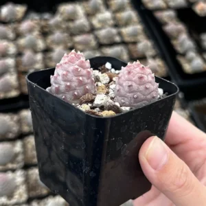 Pine Cone Cactus Live Plant - Rare Succulent in 2.5'' Pot - Indoor/Outdoor - Image 1