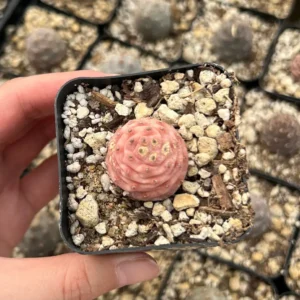 Pine Cone Cactus Live Plant - Rare Succulent in 2.5'' Pot - Indoor/Outdoor - Image 4