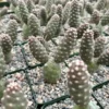 Pine Cone Cactus Live Plant - Tephrocactus Articulatus, 3 inch Pot - Image 1
