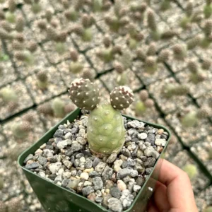 Pine Cone Cactus Live Plant - Tephrocactus Articulatus, 3 inch Pot - Image 6