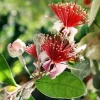 Pineapple Guava Live Plant - 1 Ft Tall Feijoa Sellowiana in 1 Gallon Pot - Image 1