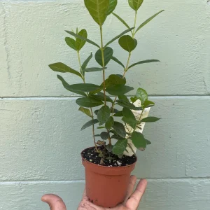 Pineapple Guava Live Plant - Acca Sellowiana Fruit Shrub for Edible & Ornamental Gardens - Image 10