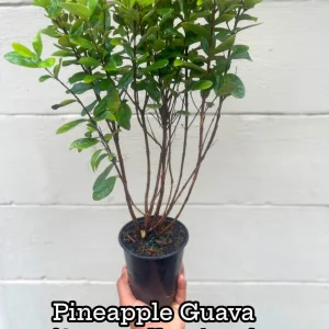 Pineapple Guava Live Plant - Acca Sellowiana Fruit Shrub for Edible & Ornamental Gardens - Image 1