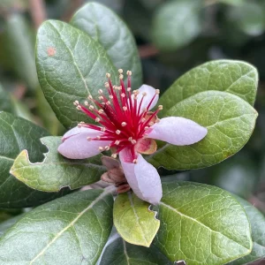 Pineapple Guava Live Plant - Acca Sellowiana Fruit Shrub for Edible & Ornamental Gardens - Image 4