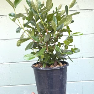 Pineapple Guava Live Plant - Acca Sellowiana Fruit Shrub for Edible & Ornamental Gardens - Image 8