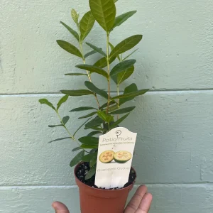 Pineapple Guava Live Plant - Acca Sellowiana Fruit Shrub for Edible & Ornamental Gardens - Image 9