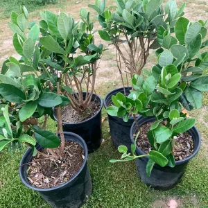 Pineapple Guava Live Plant (Feijoa Sellowiana) 1 Foot Tall in 1 Gallon Pot - Image 3
