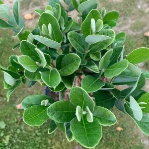 Pineapple Guava Live Plant (Feijoa Sellowiana) 1 Foot Tall in 1 Gallon Pot - Image 4