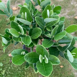 Pineapple Guava Live Plant (Feijoa Sellowiana) 3-4 Ft Tall, 7 Gal Pot - Image 3