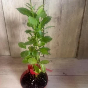 Pineapple Guava Live Plant – Feijoa Sellowiana – 4 inch Pot – Outdoor Fruit Shrub - Image 2