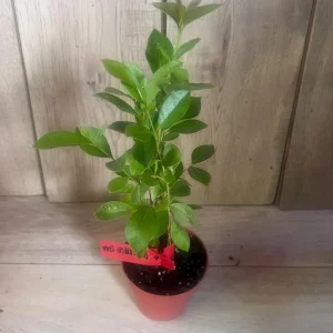 Pineapple Guava Live Plant – Feijoa Sellowiana – 4 inch Pot – Outdoor Fruit Shrub - Image 4