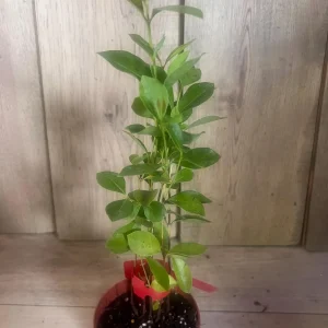 Pineapple Guava Live Plant – Feijoa Sellowiana – 4 inch Pot – Outdoor Fruit Shrub - Image 8