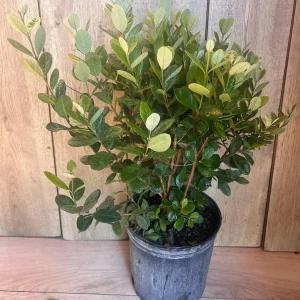 Pineapple Guava Live Plant - Feijoa Sellowiana in 10-inch Pot, Edible Fruit Tree - Image 3