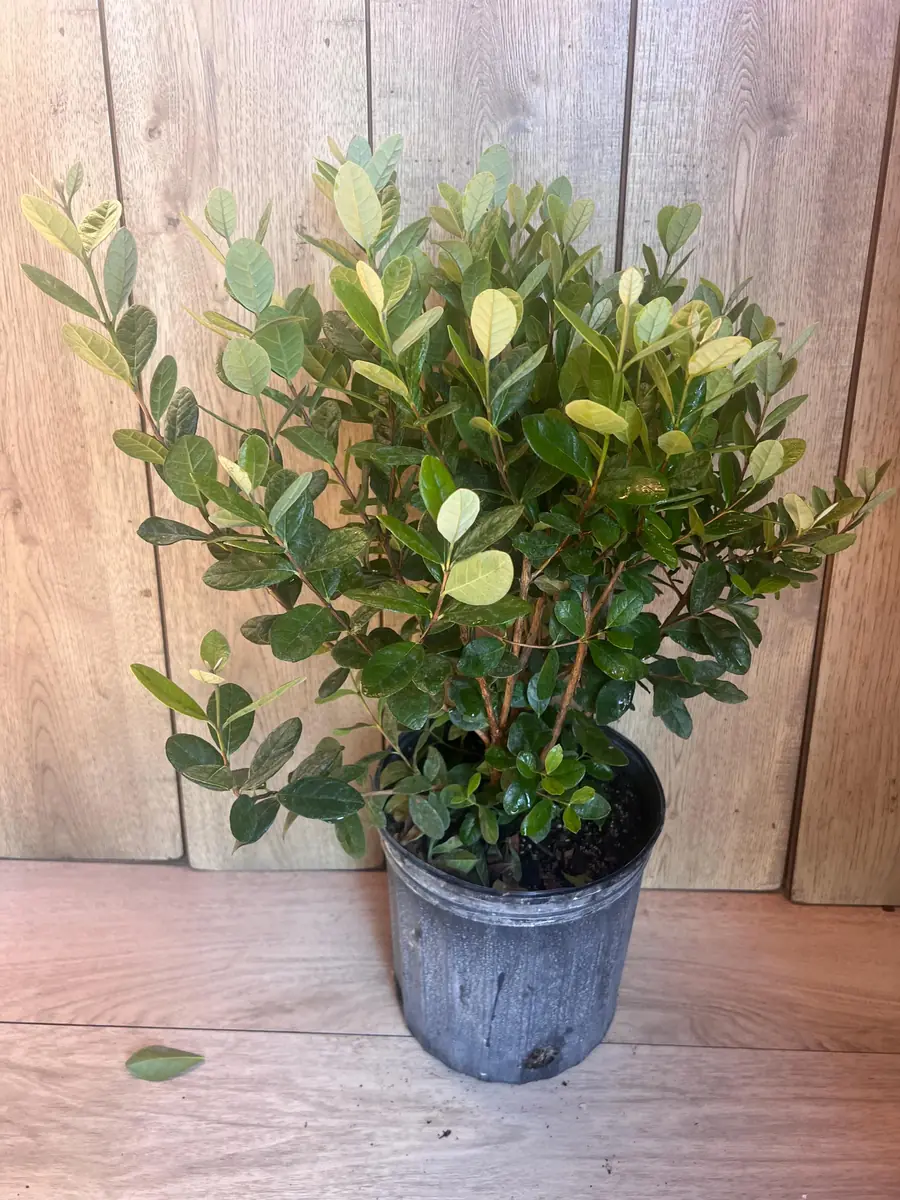 Pineapple Guava Live Plant - Feijoa Sellowiana in 10-inch Pot, Edible Fruit Tree - Image 3