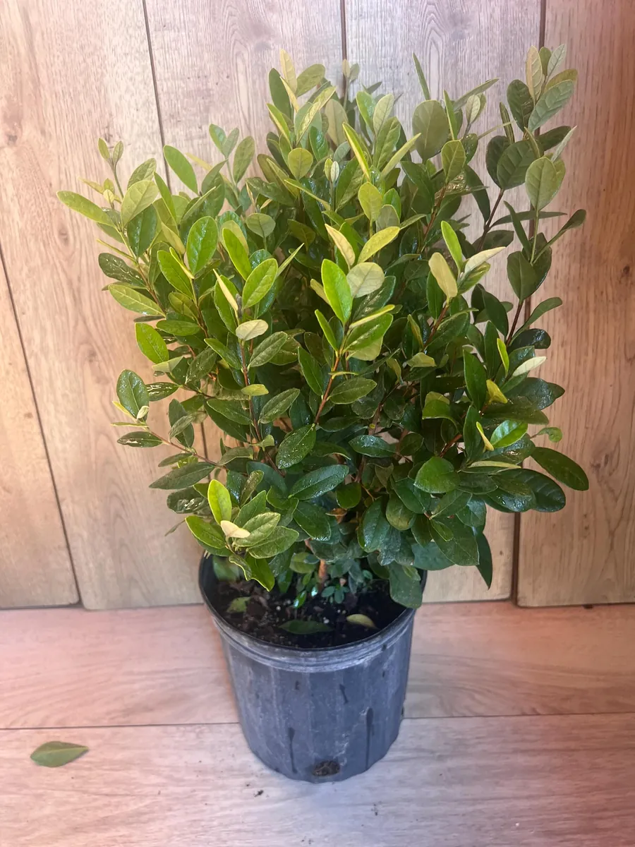 Pineapple Guava Live Plant - Feijoa Sellowiana in 10-inch Pot, Edible Fruit Tree - Image 4