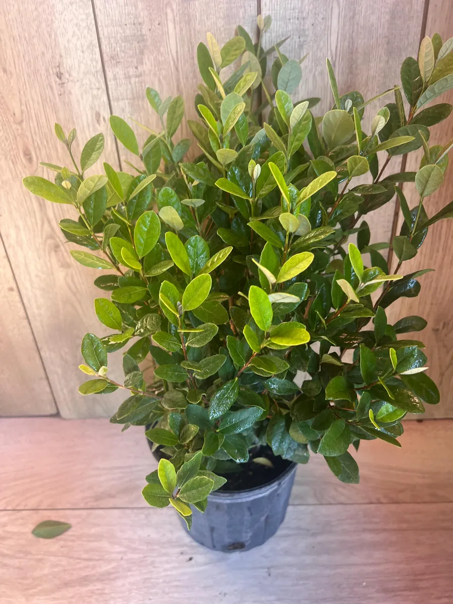 Pineapple Guava Live Plant - Feijoa Sellowiana in 10-inch Pot, Edible Fruit Tree - Image 6