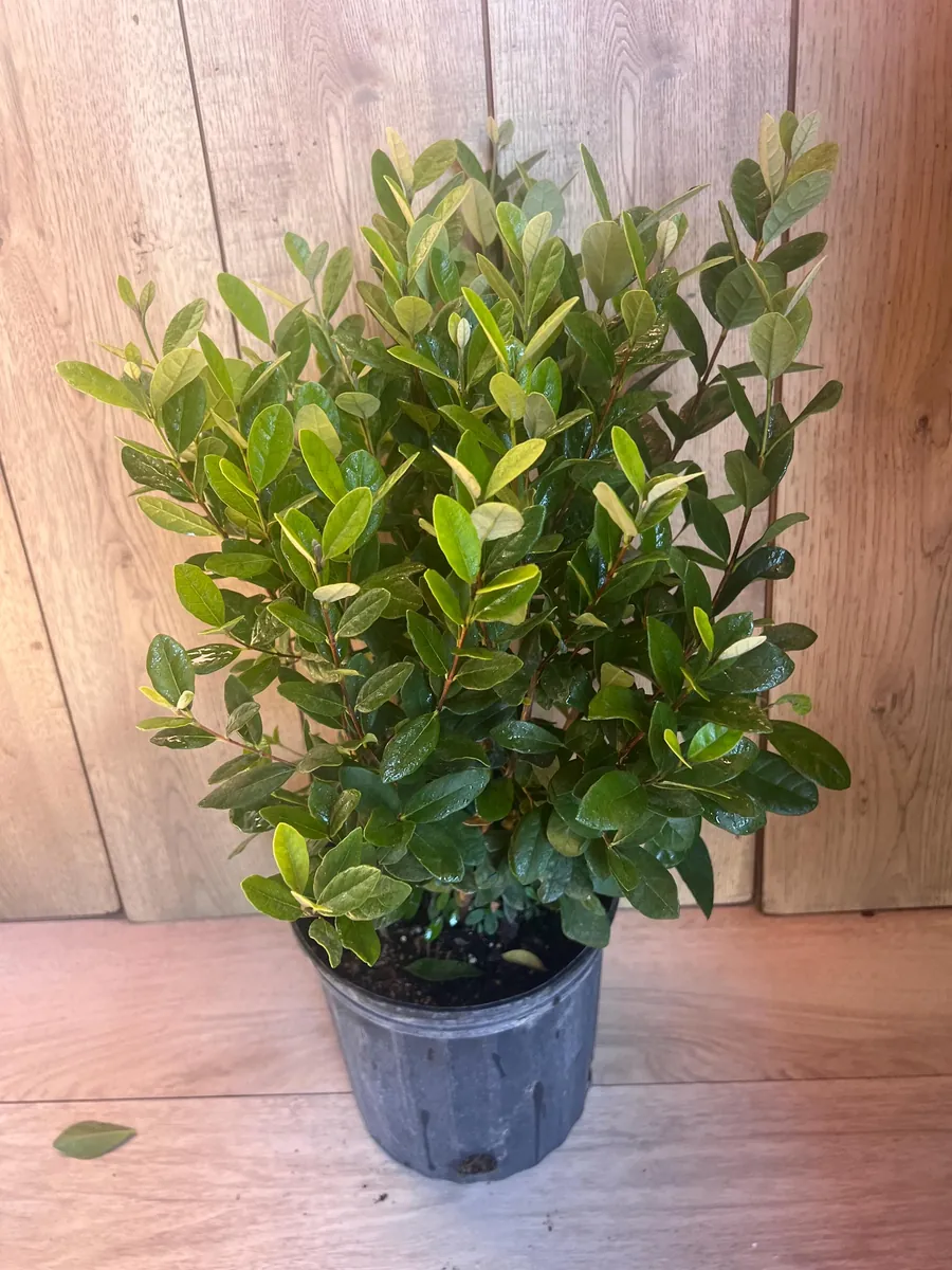 Pineapple Guava Live Plant - Feijoa Sellowiana in 10-inch Pot, Edible Fruit Tree - Image 7