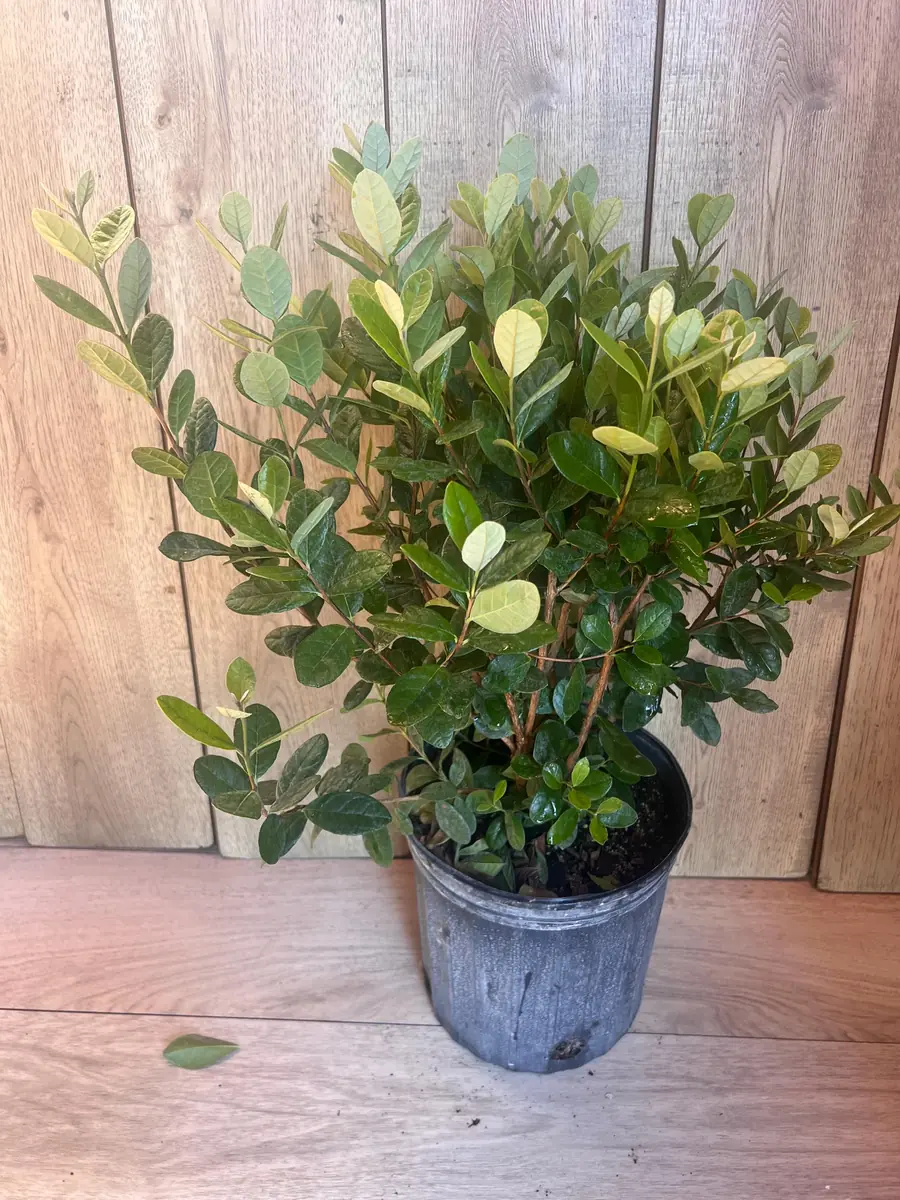 Pineapple Guava Live Plant - Feijoa Sellowiana in 10-inch Pot, Edible Fruit Tree - Image 8