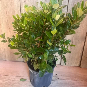 Pineapple Guava Live Plant - Feijoa Sellowiana in 10-inch Pot, Edible Fruit Tree - Image 9