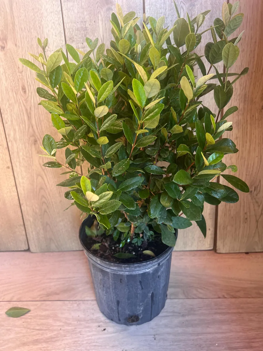 Pineapple Guava Live Plant - Feijoa Sellowiana in 10-inch Pot, Edible Fruit Tree - Image 1