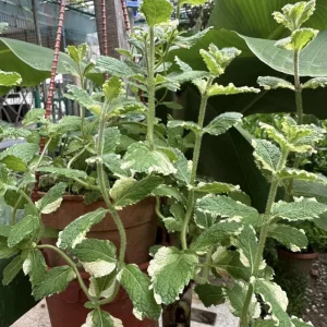 Pineapple Mint Live Herb Plant - Variegated Foliage, 4 Inch Pot - Image 6