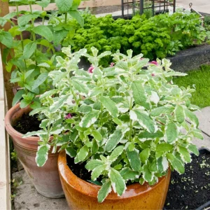 Pineapple Mint Live Herb Plant - Variegated Foliage, 4 Inch Pot - Image 1