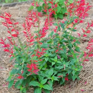 Pineapple Sage Live Plant - Fragrant Herb, Red Flowers, 4 Inch Pot - Image 2
