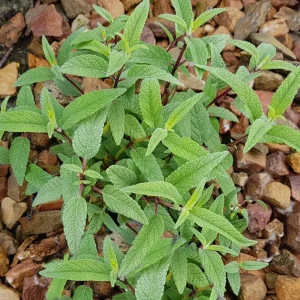 Pineapple Sage Live Plant - Fragrant Herb, Red Flowers, 4 Inch Pot - Image 4